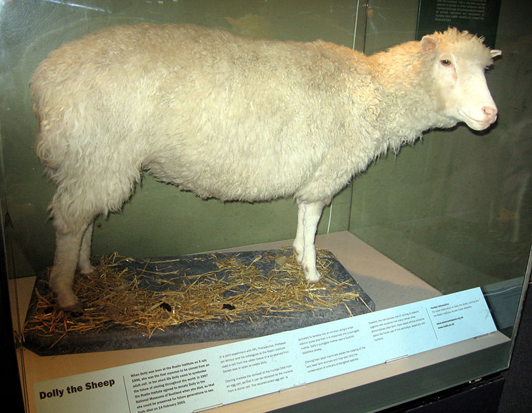 1. Theory. Fields: Philosophy of Biology, Bioethics. Image: The remains of Dolly the Sheep, the first mammal to be cloned from a cell of an adult sheep, are exhibited at the Royal Museum of Scotland.